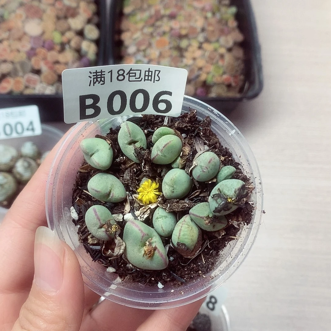 006啦啦啦啦啦我想