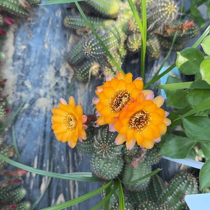 矮胖白檀510侧芽一个