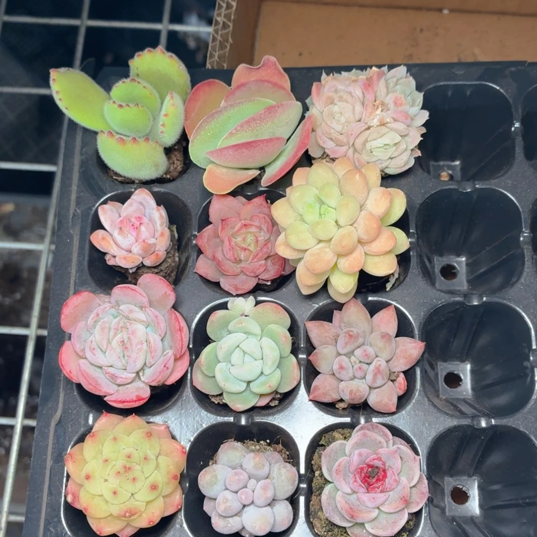 S***s双份小苗套餐多肉9.9包邮发货