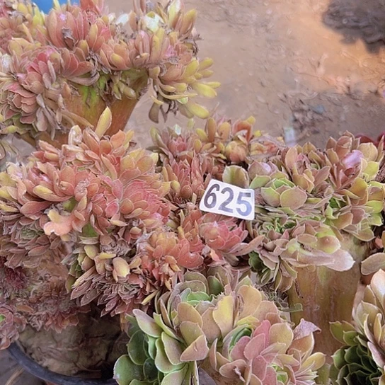 多肉植物两个法师