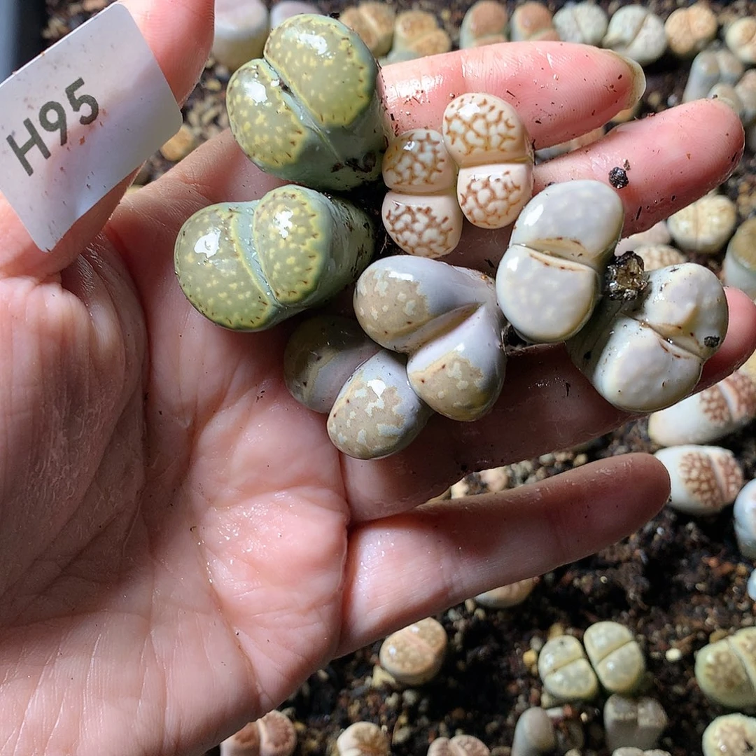 萍**H95多肉植物保护