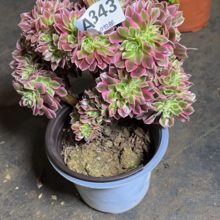 瑞妈，，。。。。343女巫缀，