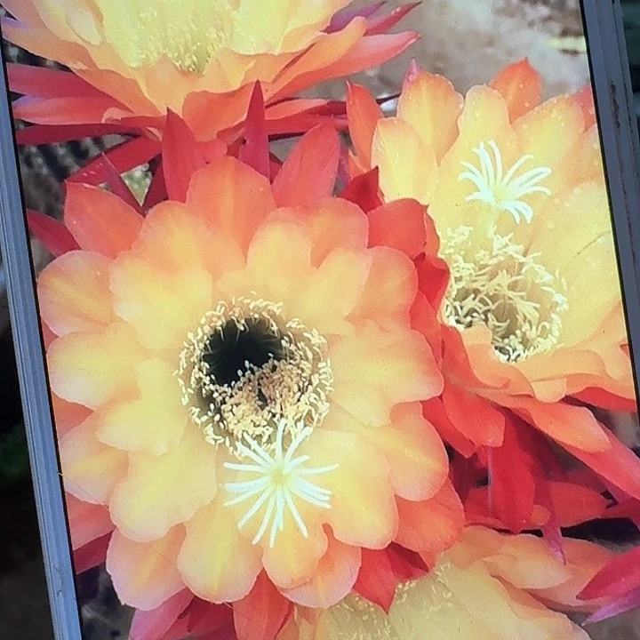 法三侧芽5公分左右毛花柱（20包邮）