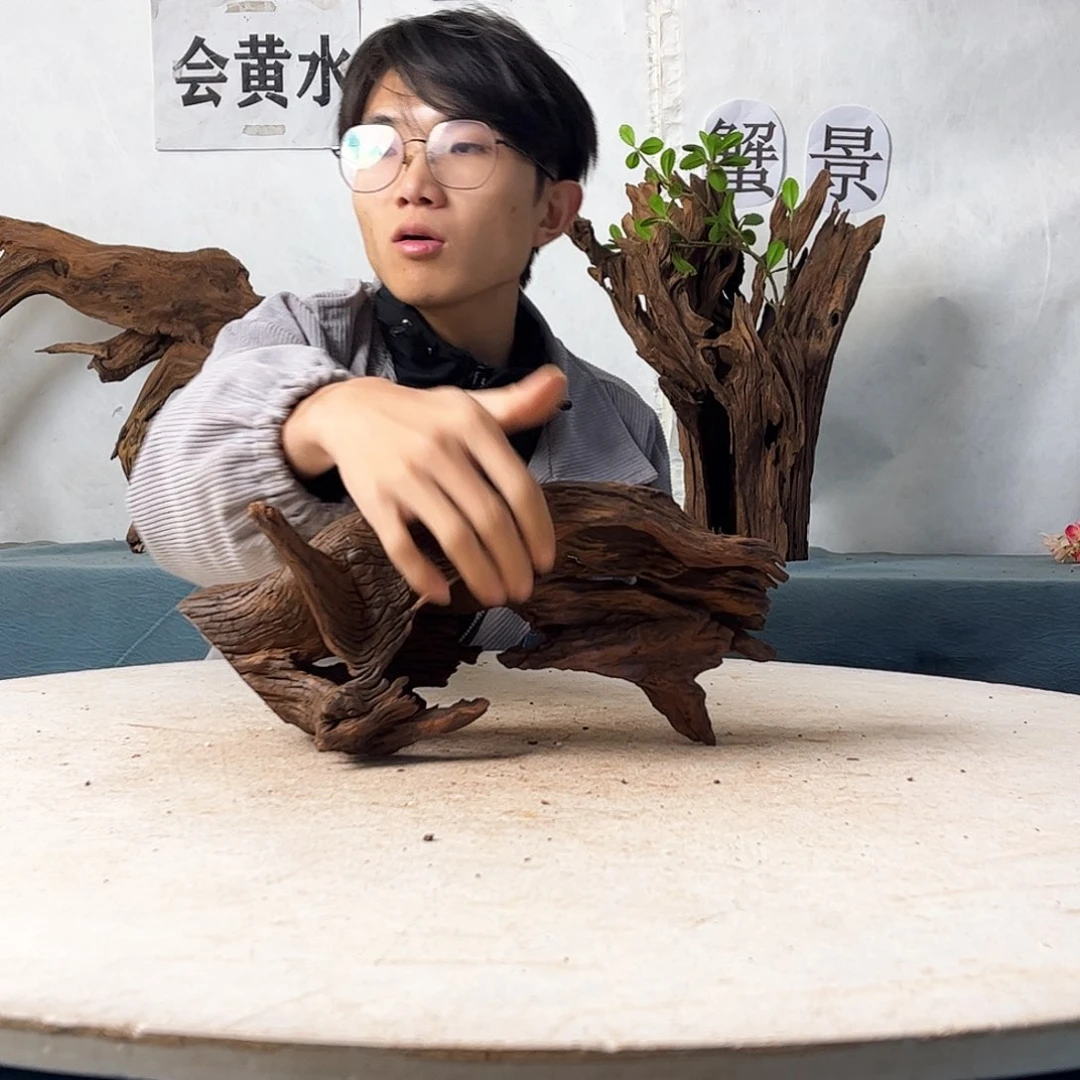 沉木造景爬宠造景