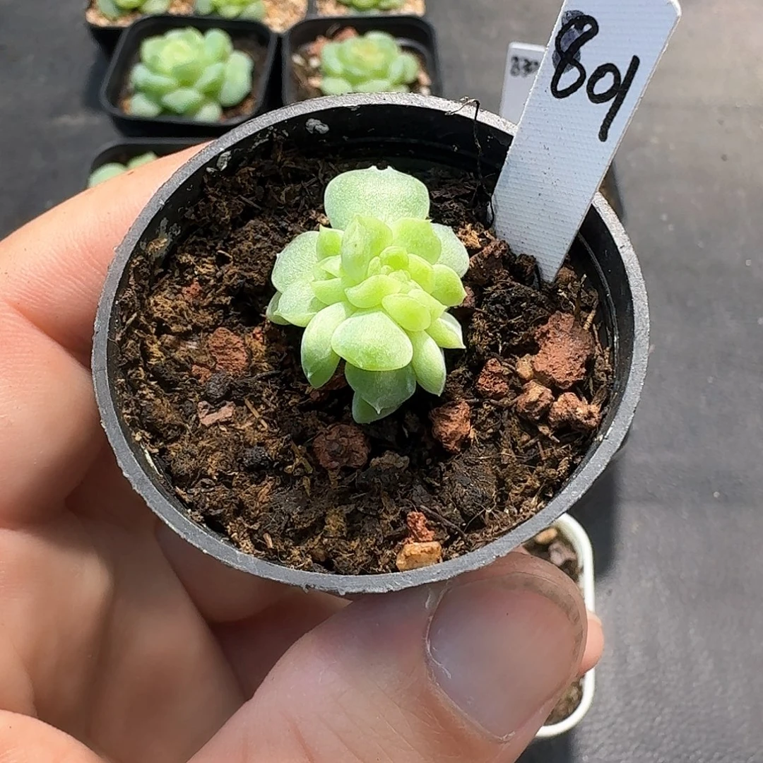 801号纸鸢缀1棵888