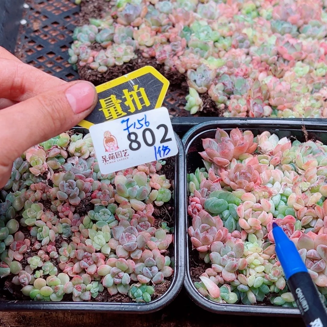 多肉植物多肉植物