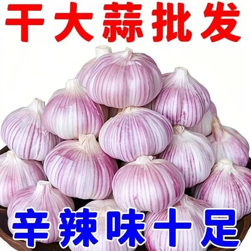 【可吃可种】山东金乡纯干紫白皮多瓣大蒜味十足农家大蒜头产地直发