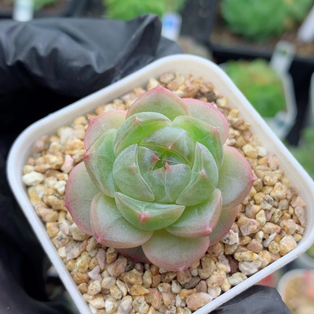 58包邮  群生不包整糖心102