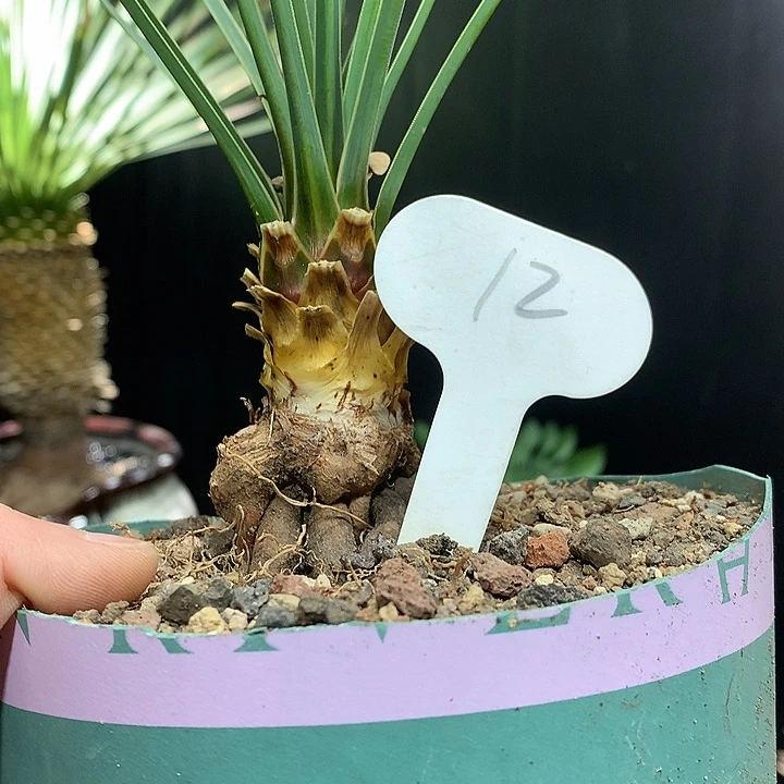 飞****112姬叶稻草人666666666