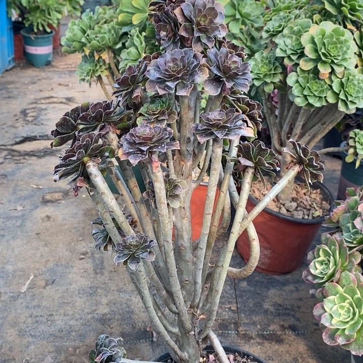 灰法多肉植物69。