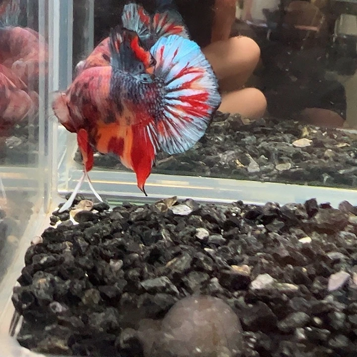 斗鱼竞拍跑单拉黑27日101