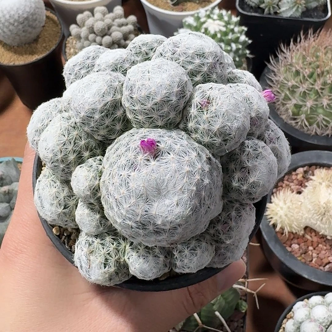 姬春星仙人球1234