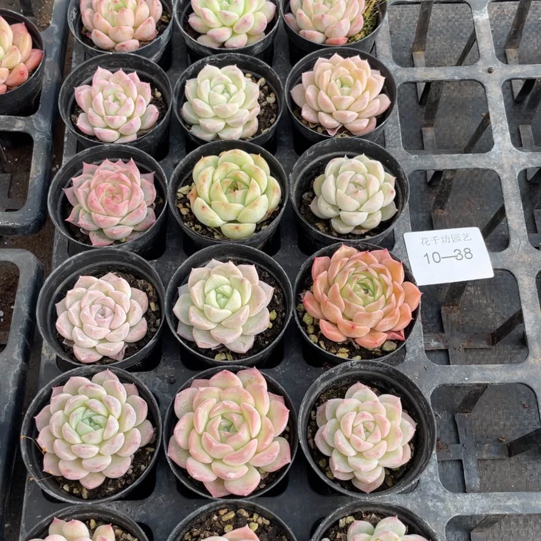 柒一物一拍18颗10-38