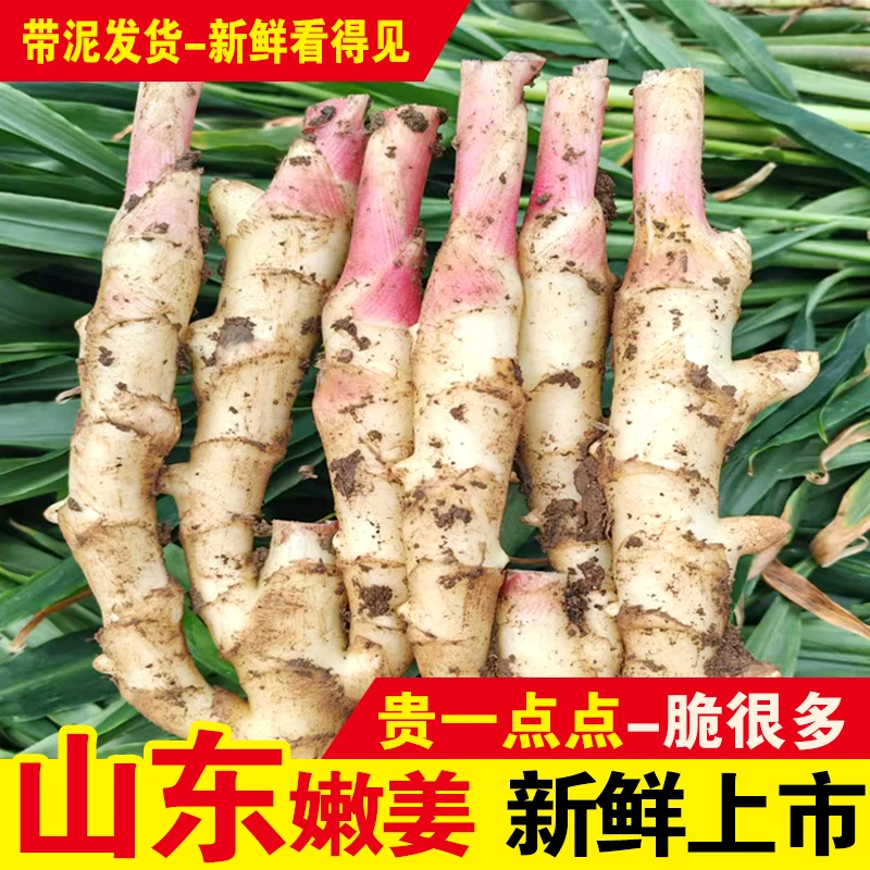 山东正宗红芽嫩姜生姜鲜姜嫩姜仔姜做泡糖醋姜时令应季生鲜蔬菜