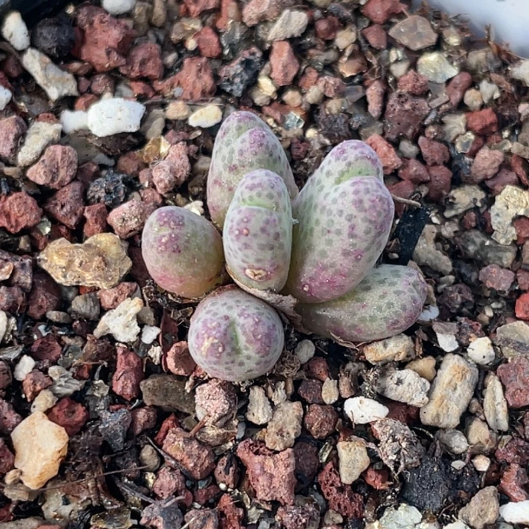 21-21斑马955d肉锥