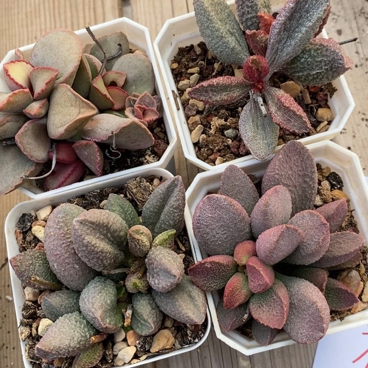 1993一组一组四个