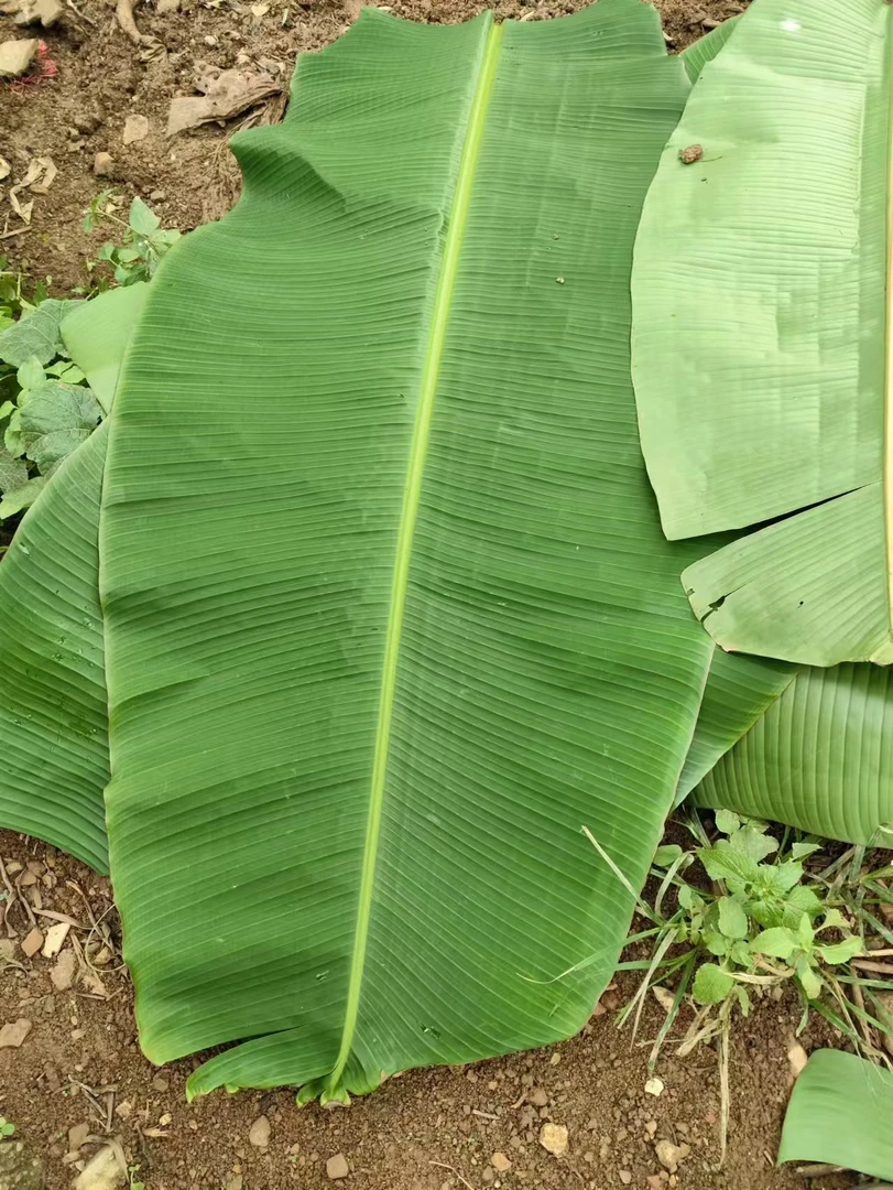 广西芭蕉叶新鲜香蕉叶粽子年糕糕点摆盘叶儿粑糯米糍粑叶子粑粑