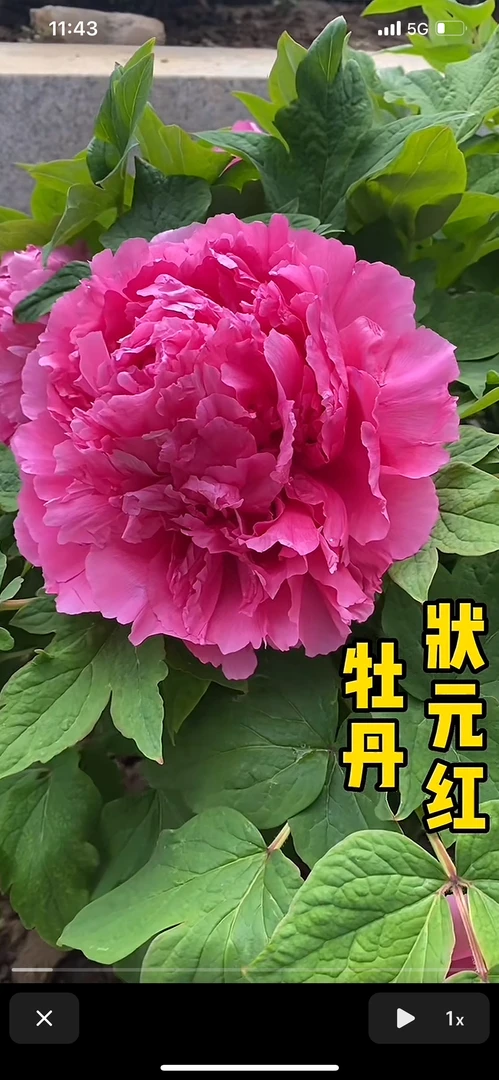 【状元红】先发肥料，秋天发苗，