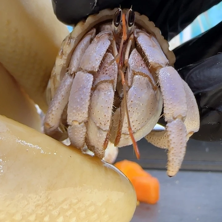 A38一帘幽梦 灰白1.8cm口径