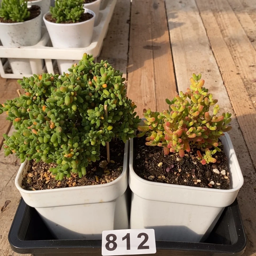 枝干番杏多肉植物812