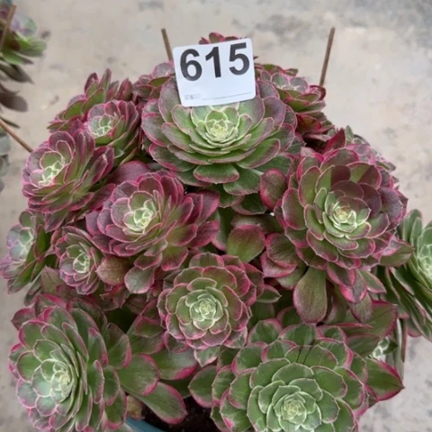 615莲花22厘米左右