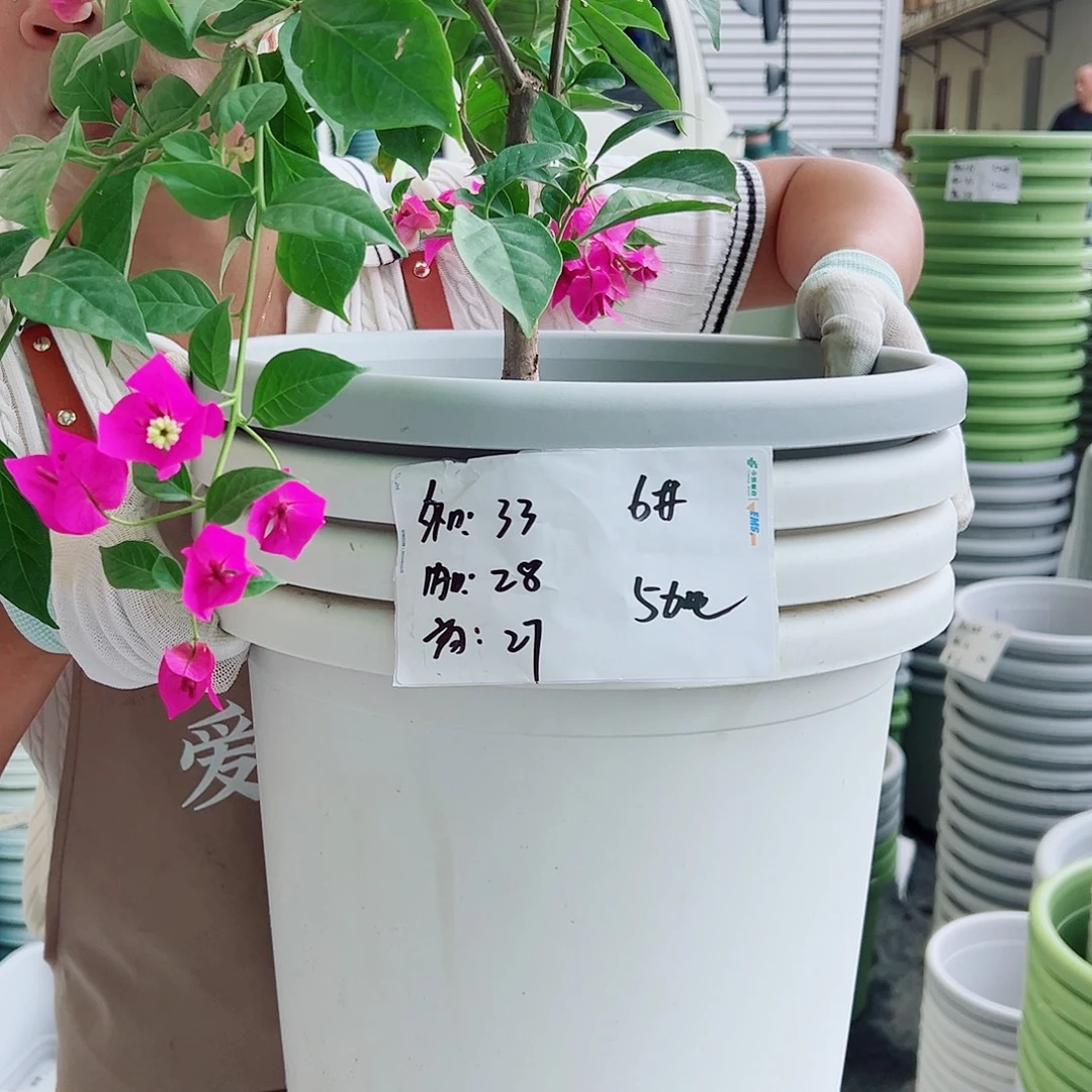 四季盆6#白色5个无托