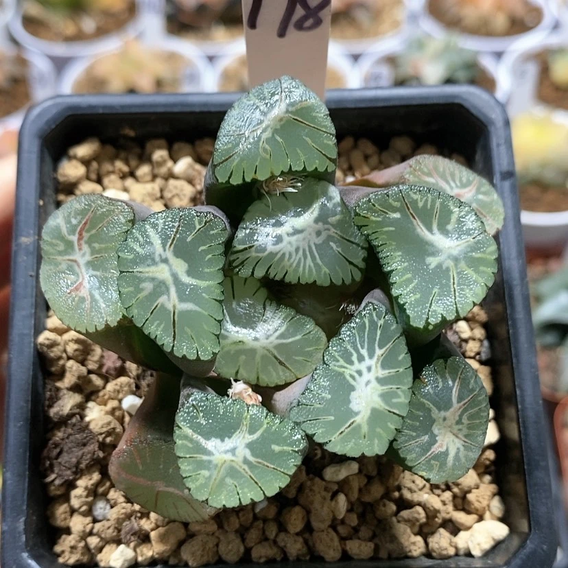 【闪购商品】178风之谷万象