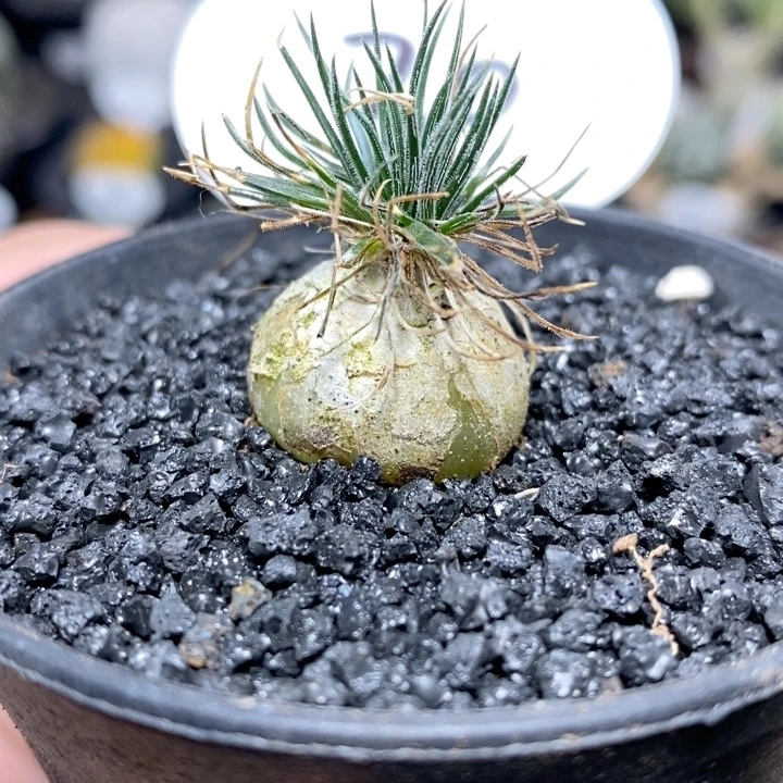 30号实生迷你海葱2cm
