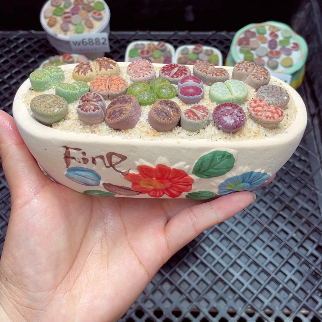 w6887 带盆土发货一物一拍