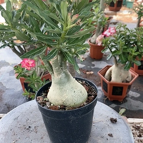 【闪购商品】无花朵用****9绿植
