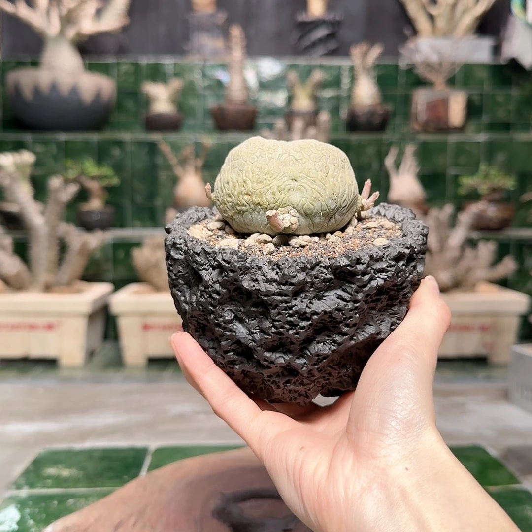 红陶小金蝉凝蹄玉 一物一拍16