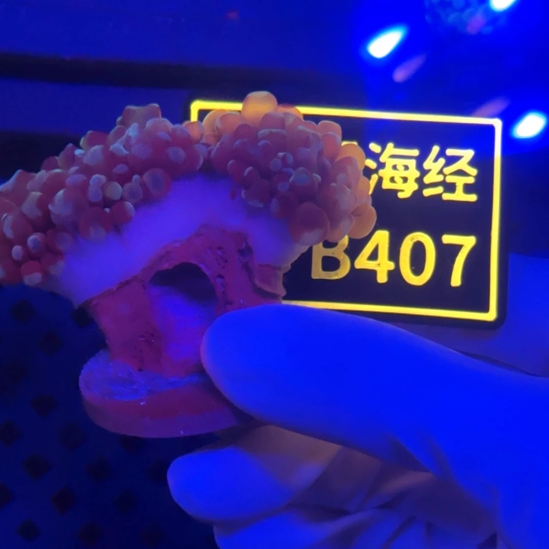 潘***晖纽扣珊瑚又又不包邮老伤榔头B407