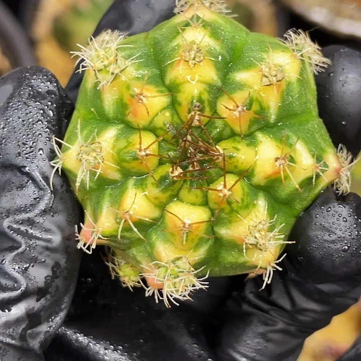 大橘猫   一物一拍