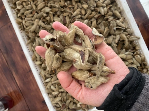 辛夷花茶香料玉兰花泡水喝包邮另售