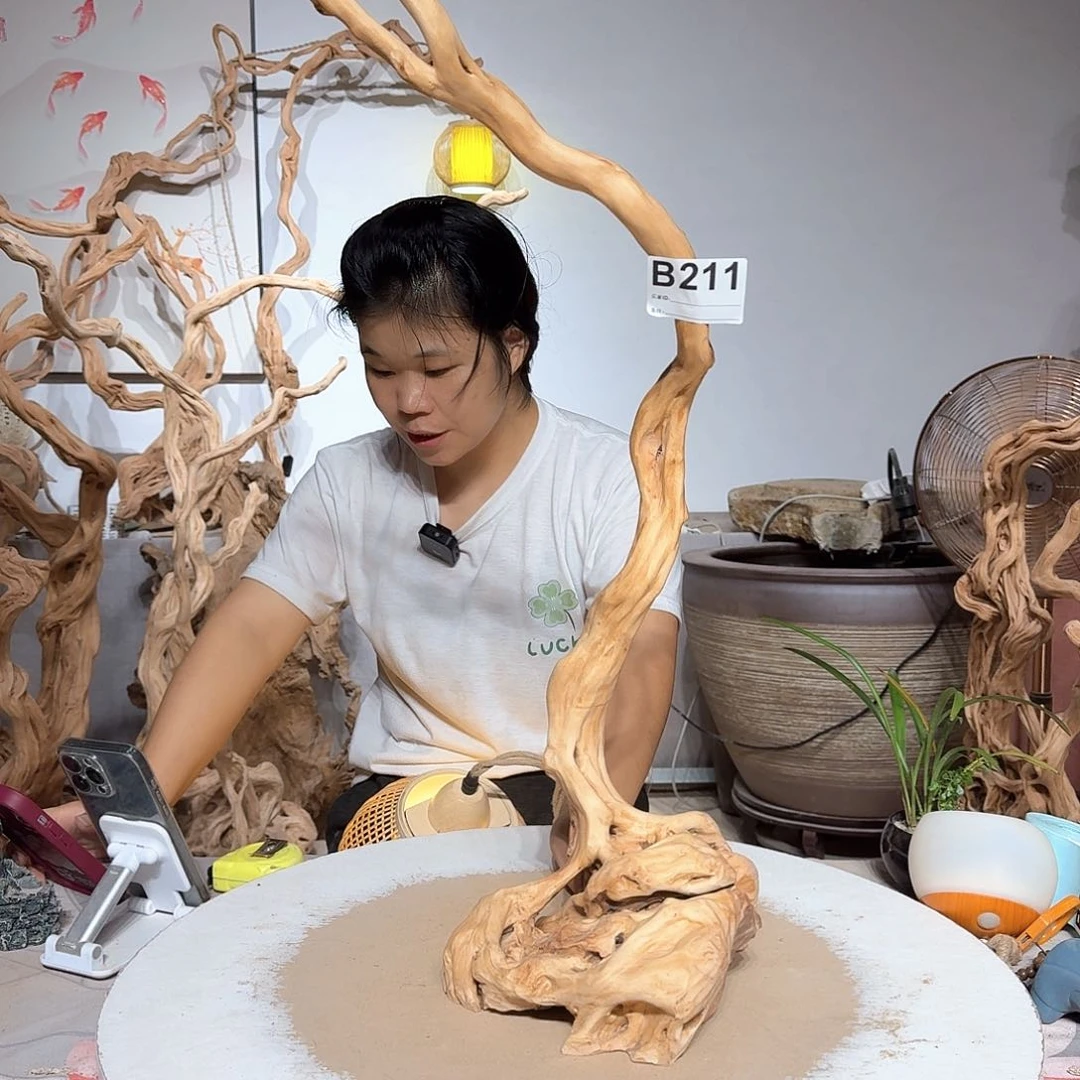 杜鹃根长*杜鹃根的根