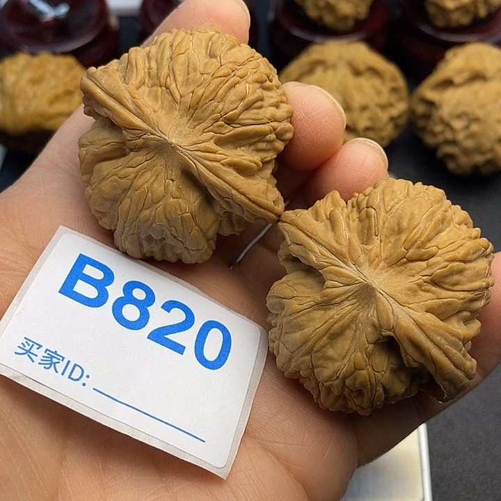 核桃磨盘4.3，山地果