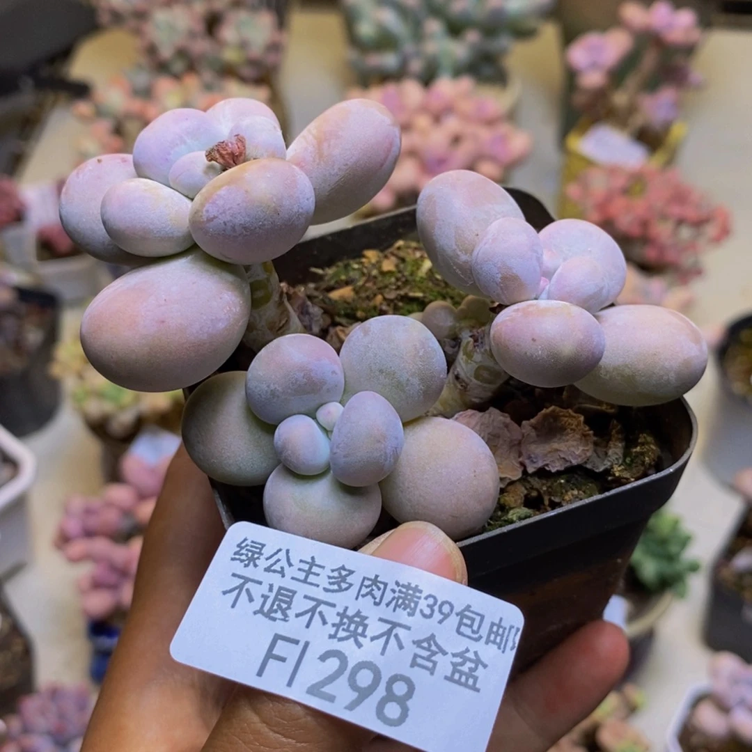 298芭比奶多肉7cm