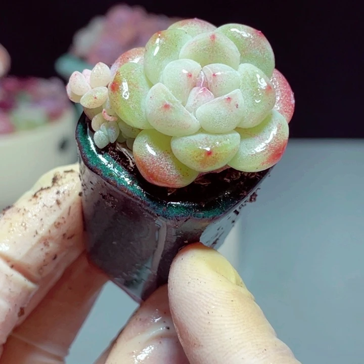 冰玉1颗样品1颗带盆号1