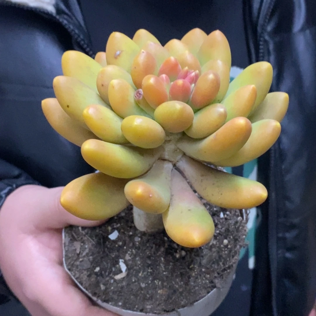 金蝉大单头老桩多肉