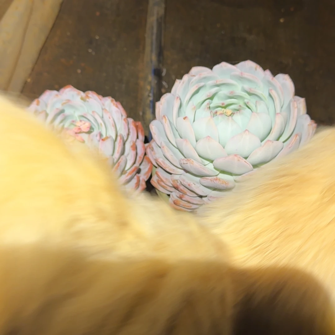 M***i2号棚2个单头橙梦路多肉植物