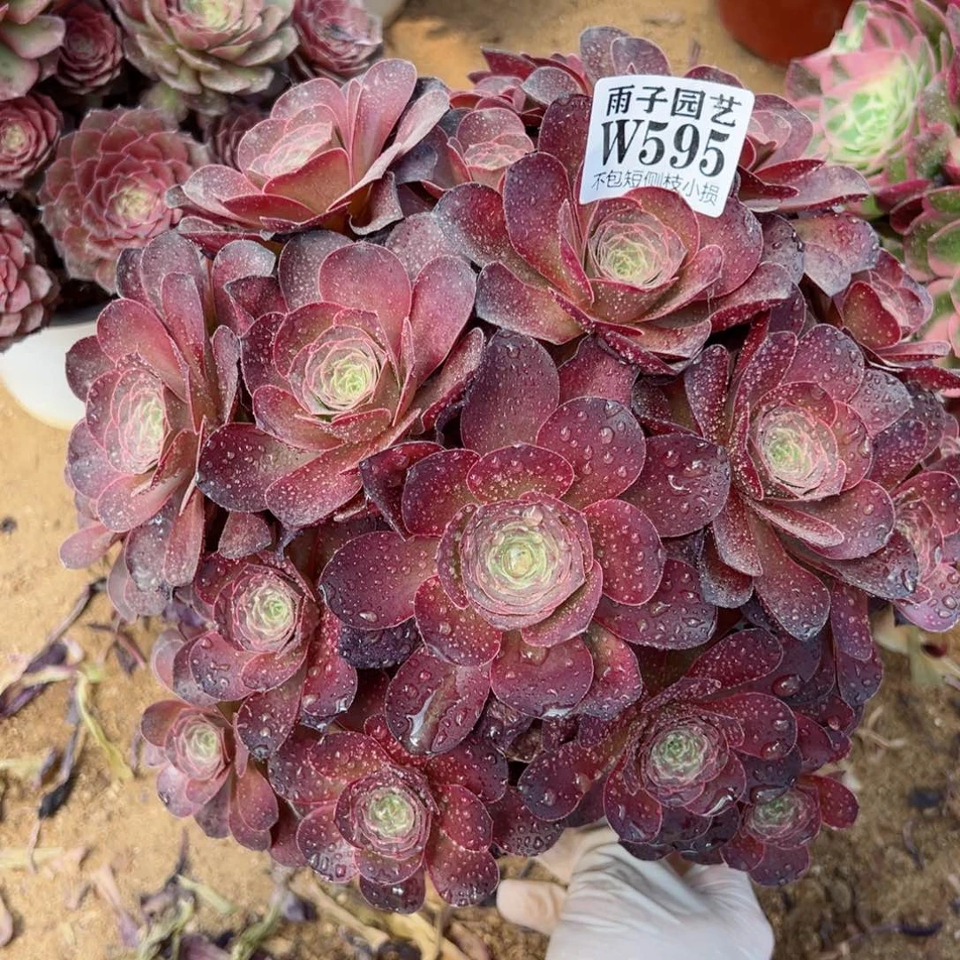 595魅金玫瑰尺寸28左右当年桩