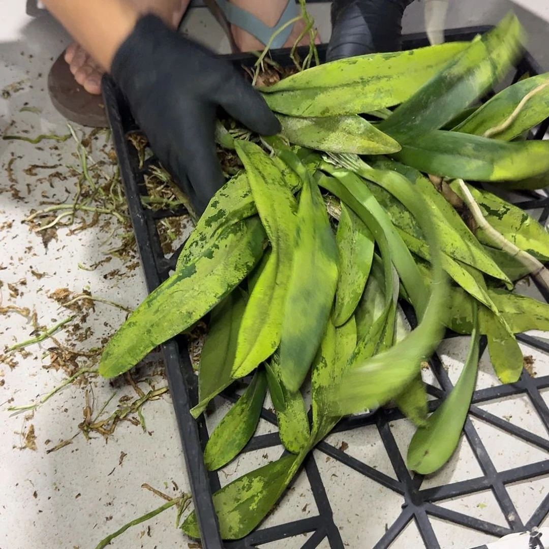 当前无花栽培后可以开花同色特里 分株裸根苗 瑕疵