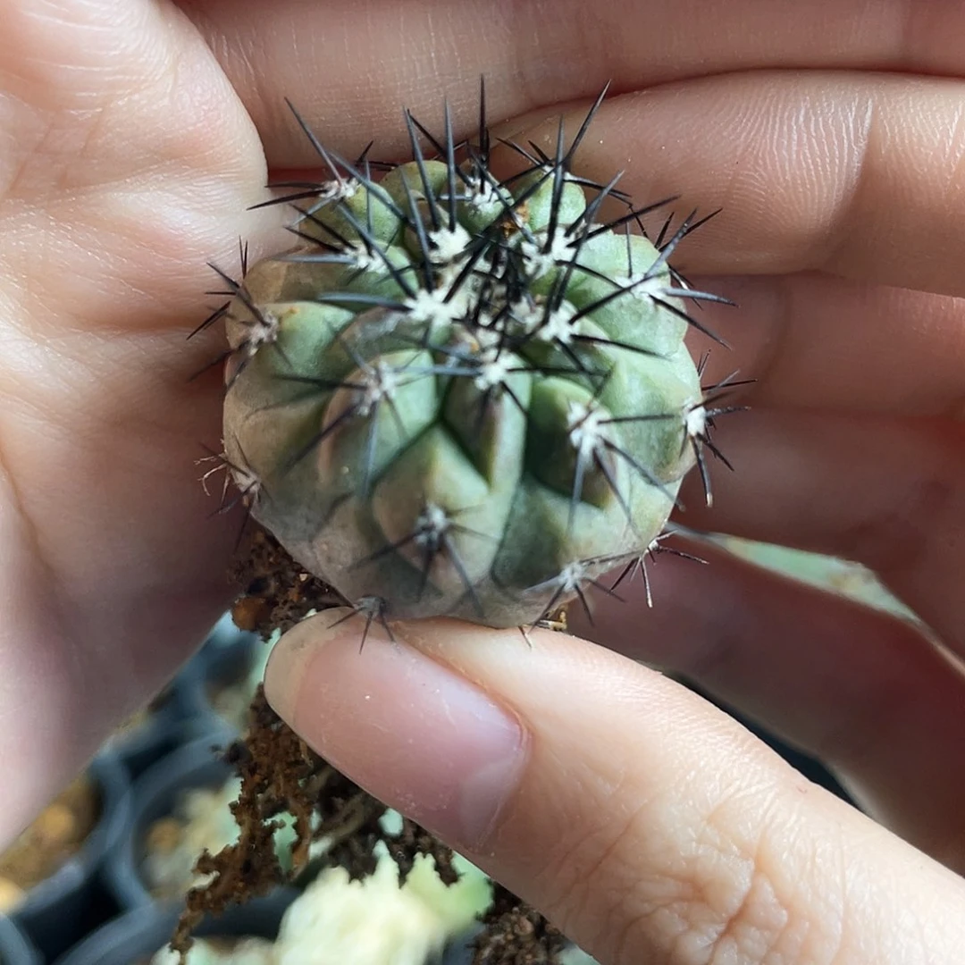 3cm自根黑王丸1颗