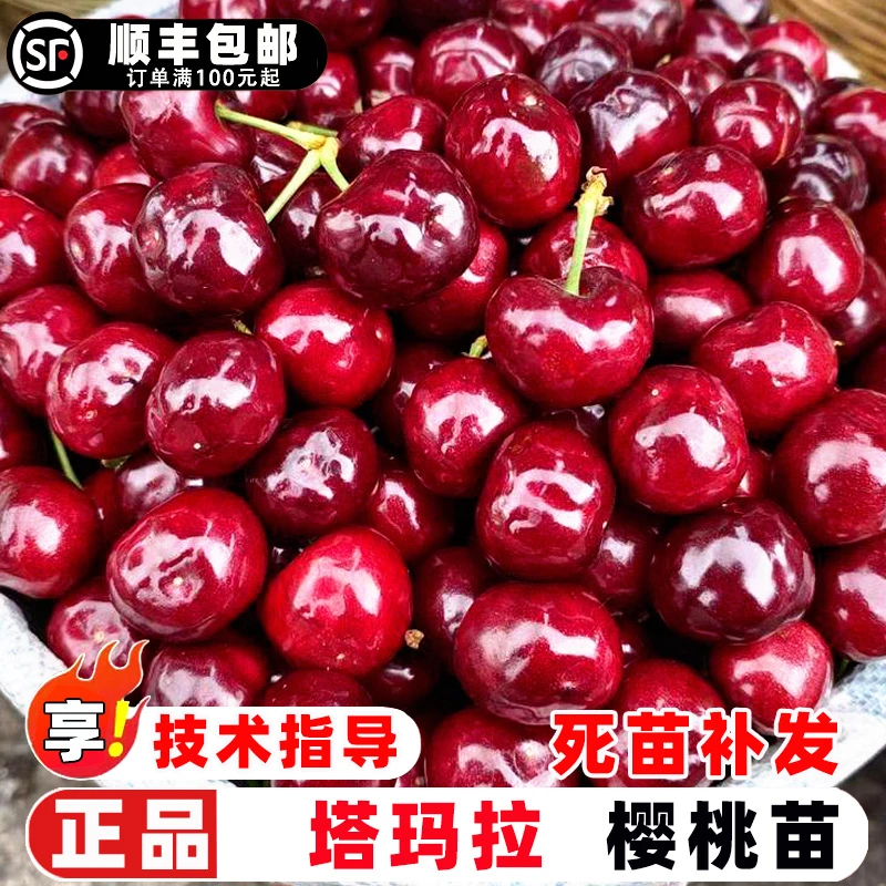 车厘子树苗嫁接美国塔玛拉大樱桃树苗晚熟樱桃苗南北方庭院盆地栽