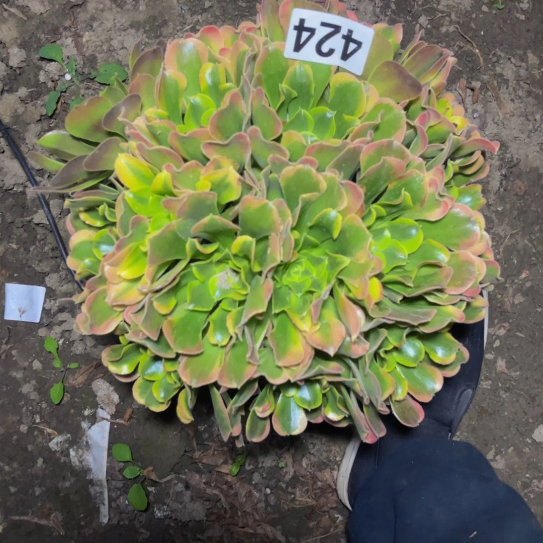 炫彩法师26///////39包邮