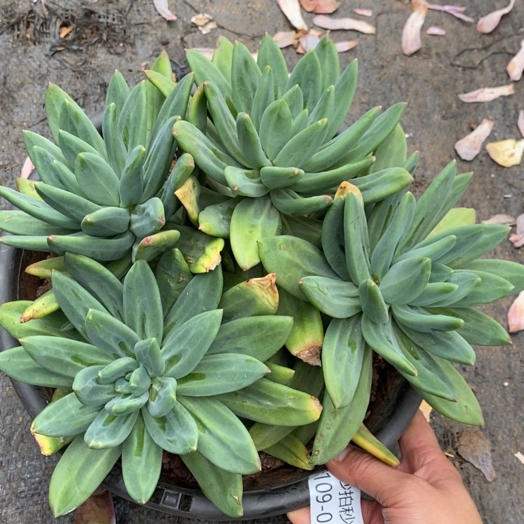 两单包邮1109-8海洋之歌