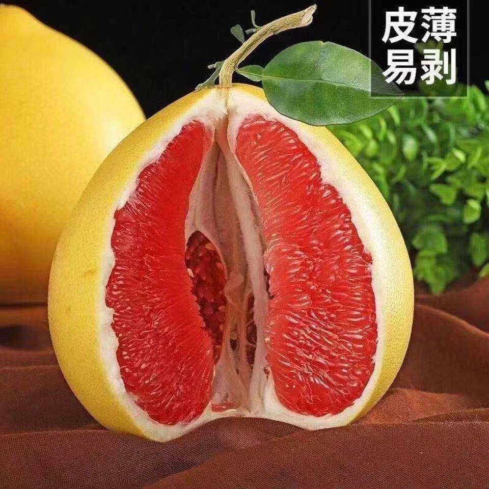 福建老树 红宝石红柚蜜柚