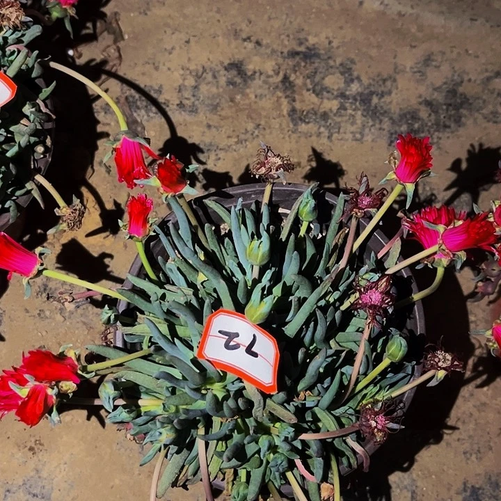 72本龙多肉植物处理不售后