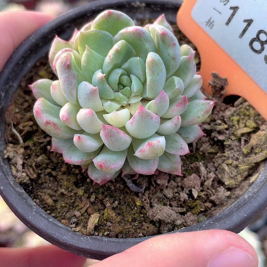 月影石化1183号多肉