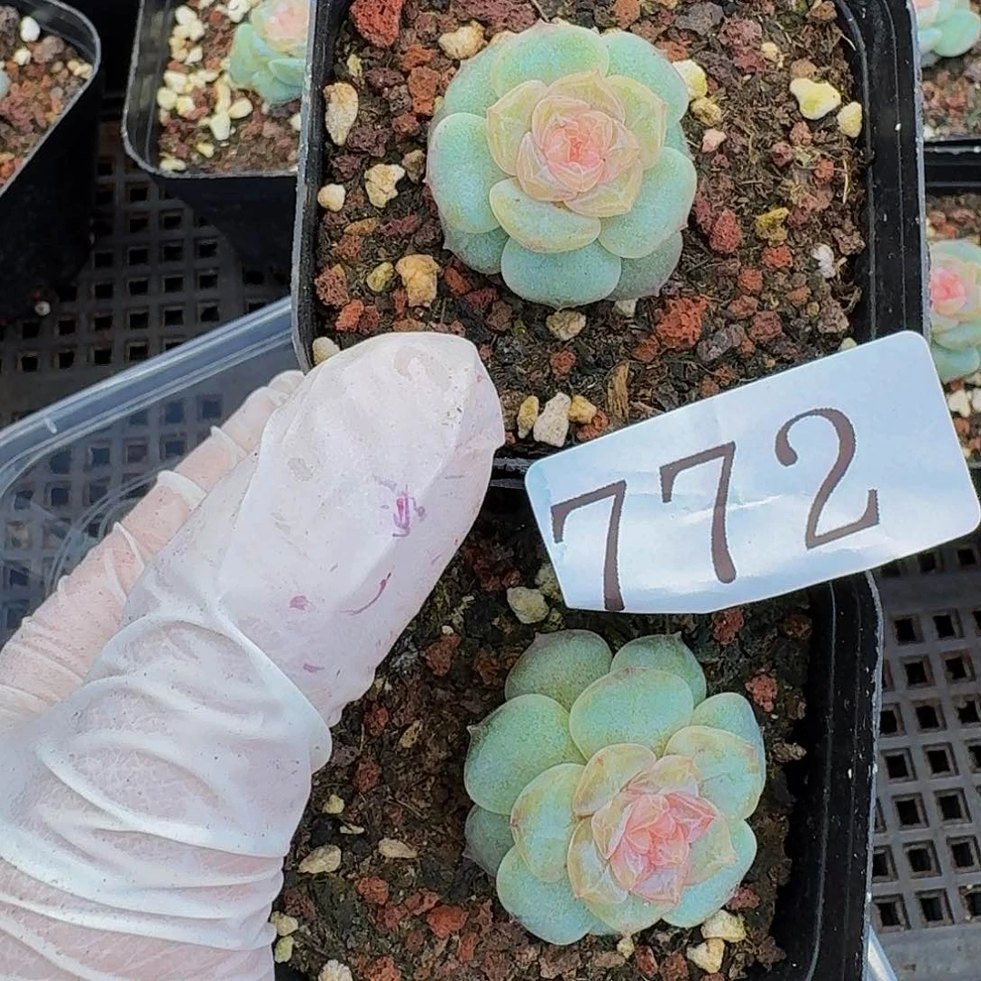 Y****i多肉植物多肉植物772
